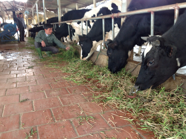 Ảnh chăn nuôi bò sữa trên địa bàn Hà Nội